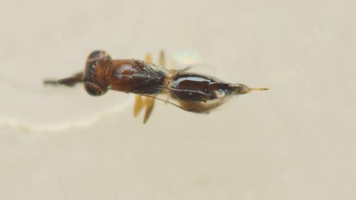 Réf. 242 704 : Dendrocerus sp.